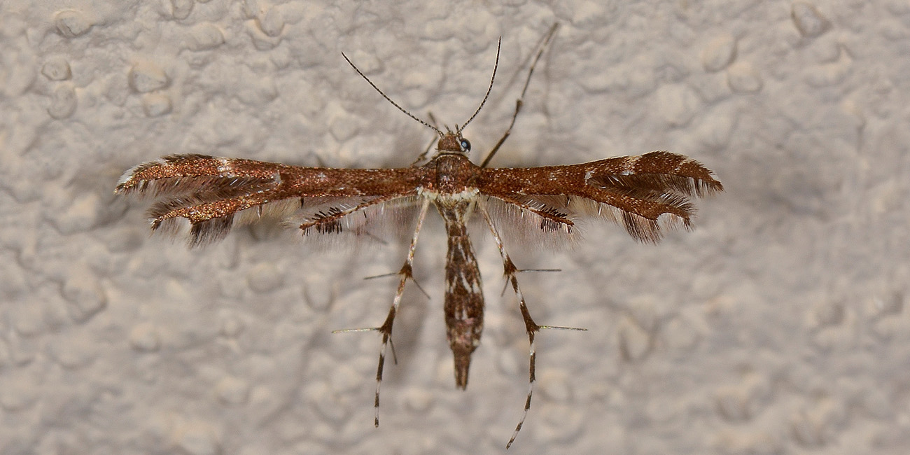 Pterophoridae, Crombrugghia distans  Cfr.